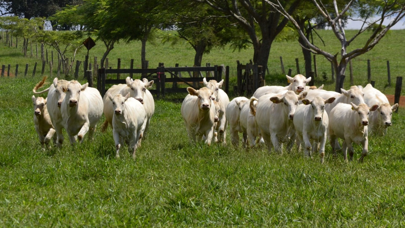 Vaca tricross como matriz: entenda sua eficiência e até quando deixá-la ...