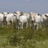 Costa Rica: como formar um rebanho Canchim em clima quente e úmido? Especialista responde