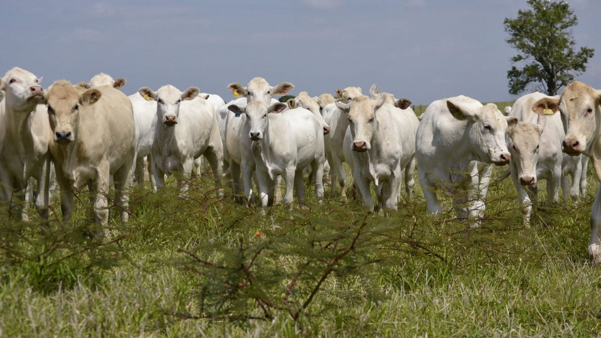 Costa Rica: como formar um rebanho Canchim em clima quente e úmido? Especialista responde