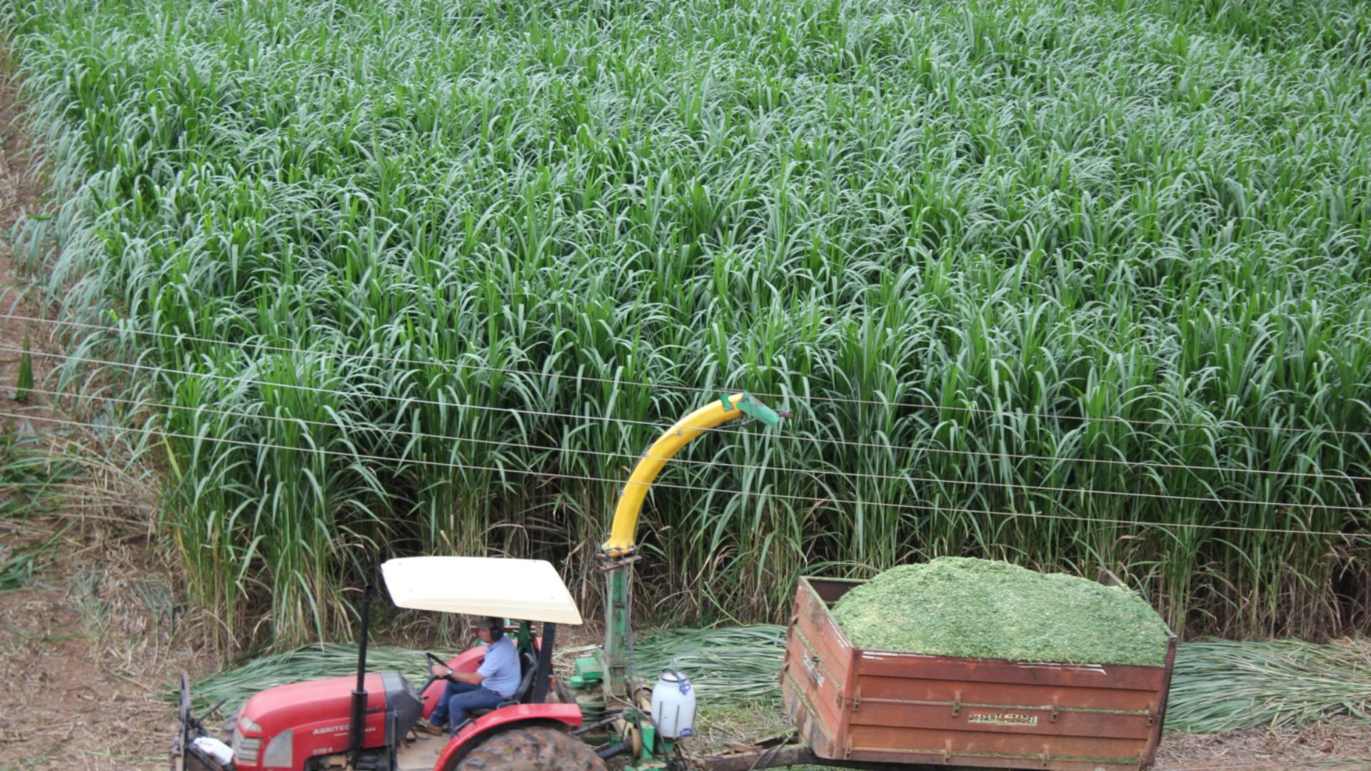 BRS Capiaçu e Kurumi são alternativas para o pasto seco em sua fazenda. Confira