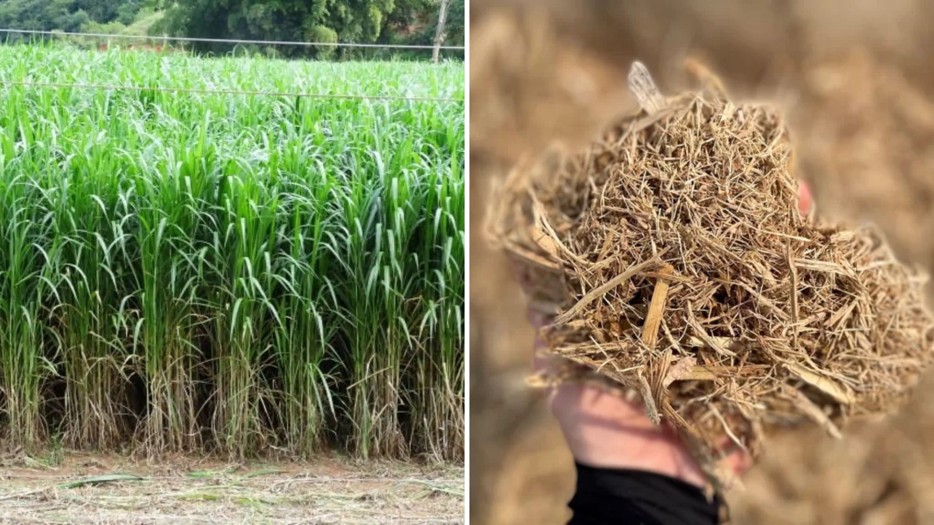 Capiaçu e bagaço de cana salvam o gado? Especialista esclarece dúvida