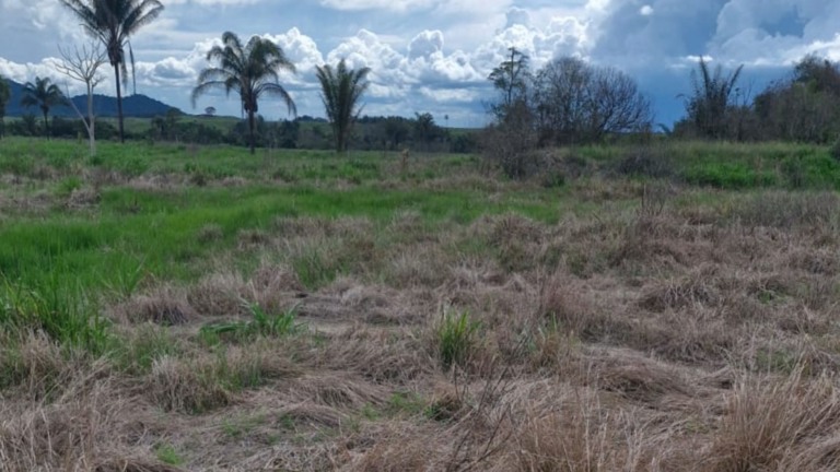 Plantas daninhas na volta das águas: estas dicas evitam seu rebrote. Entenda Plantas daninhas na volta das águas: estas dicas evitam seu rebrote. Entenda