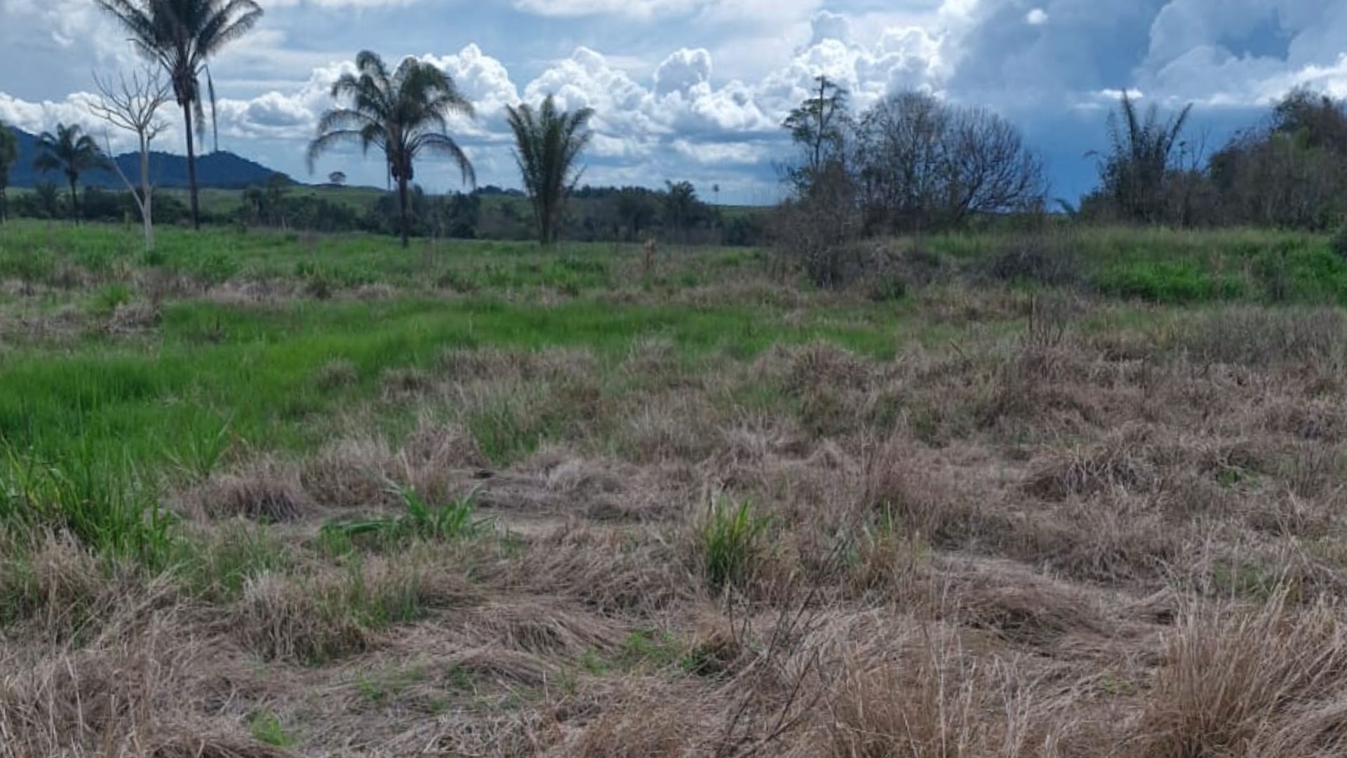 Plantas daninhas na volta das águas: estas dicas evitam seu rebrote. Entenda