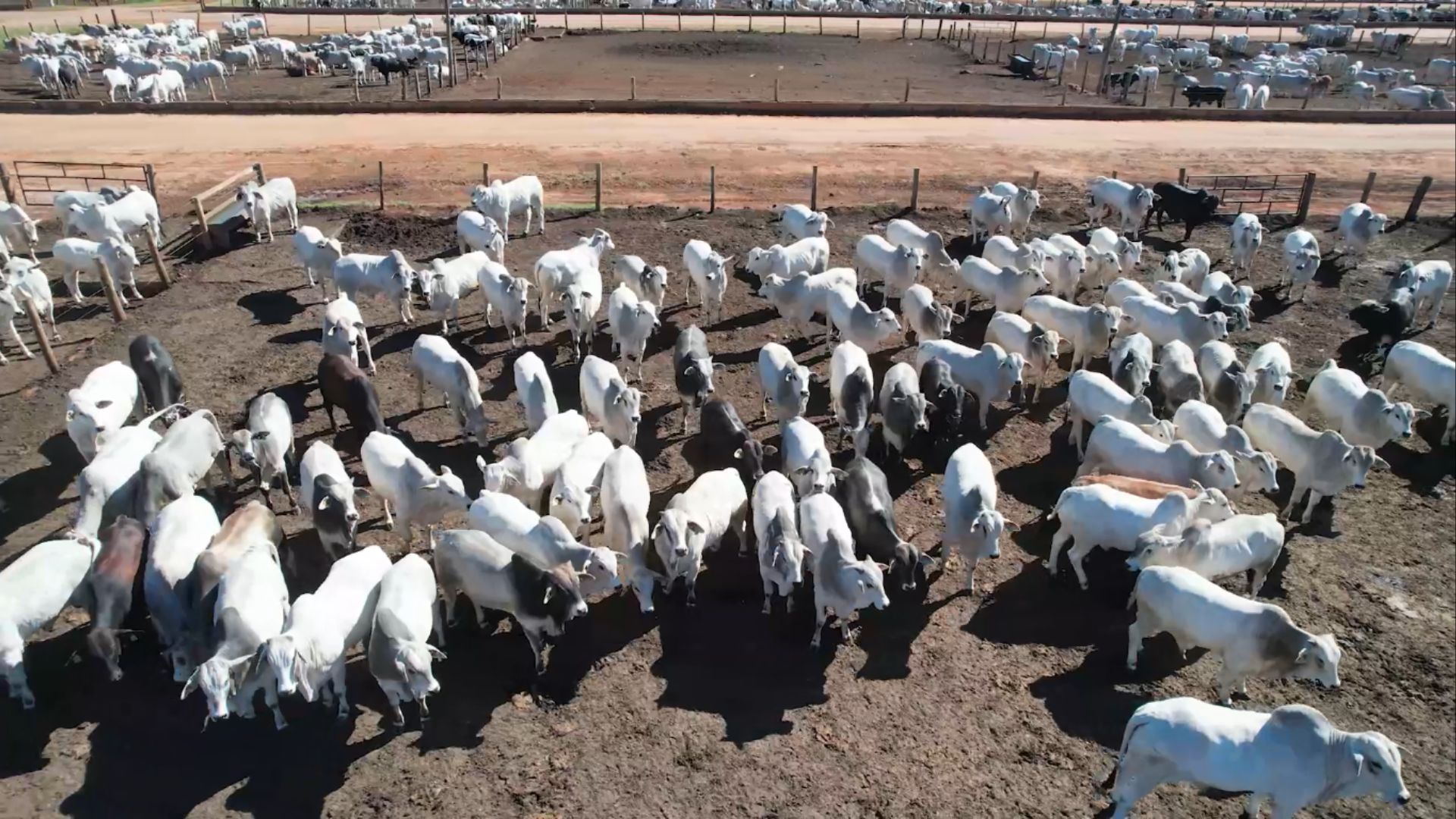 Boitel com lote homogêneo: conheça os segredos para o sucesso do confinamento