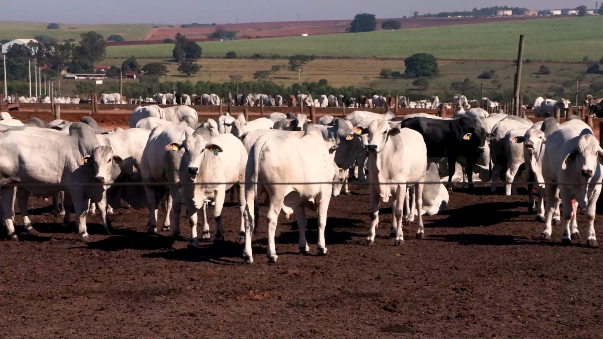 Bem-estar animal: manejo correto garante saúde e lucro no confinamento