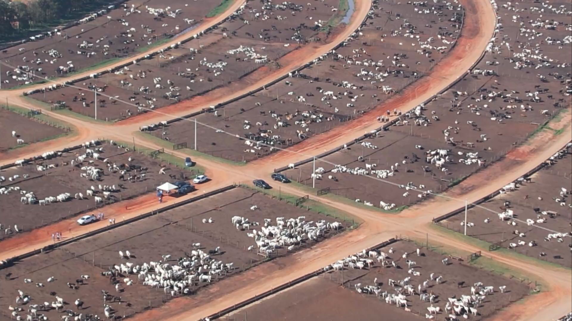 Doenças respiratórias bovinas: saiba proteger o gado do mal nesta época do ano