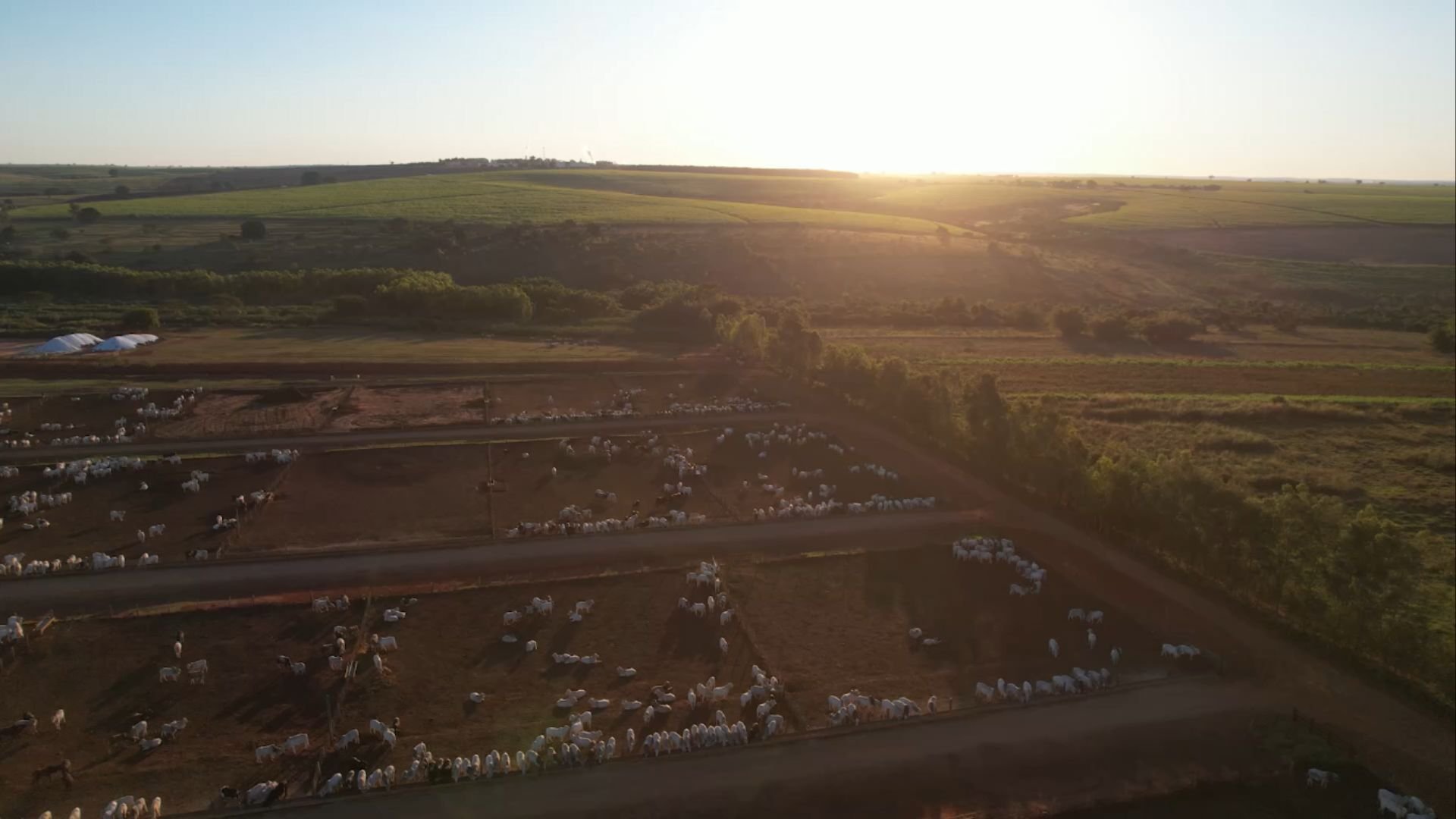 Confinamento de ciclo curto é a estratégia que transforma pequenos em grandes pecuaristas!