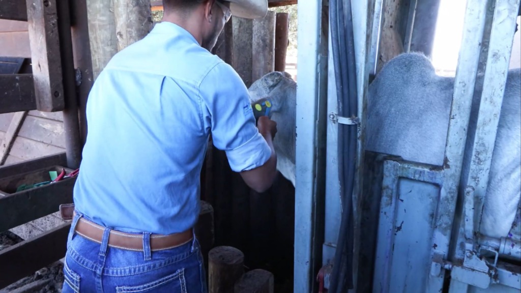 Peão durante manejo com o gado na área de tronco do curral. Foto: Reprodução