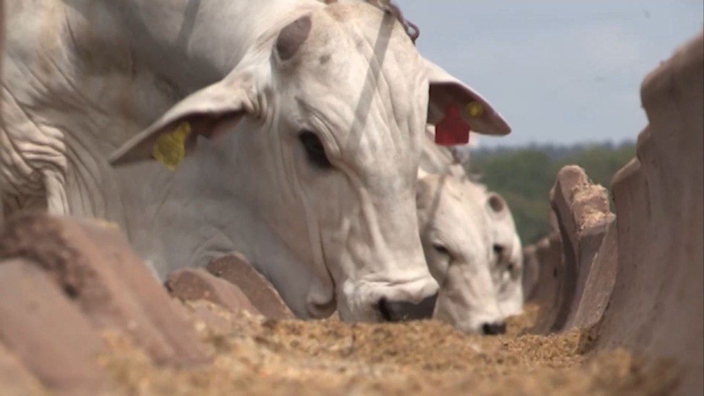 Bovino de corte em área de confinamento. Foto: Reprodução/Giro do Boi