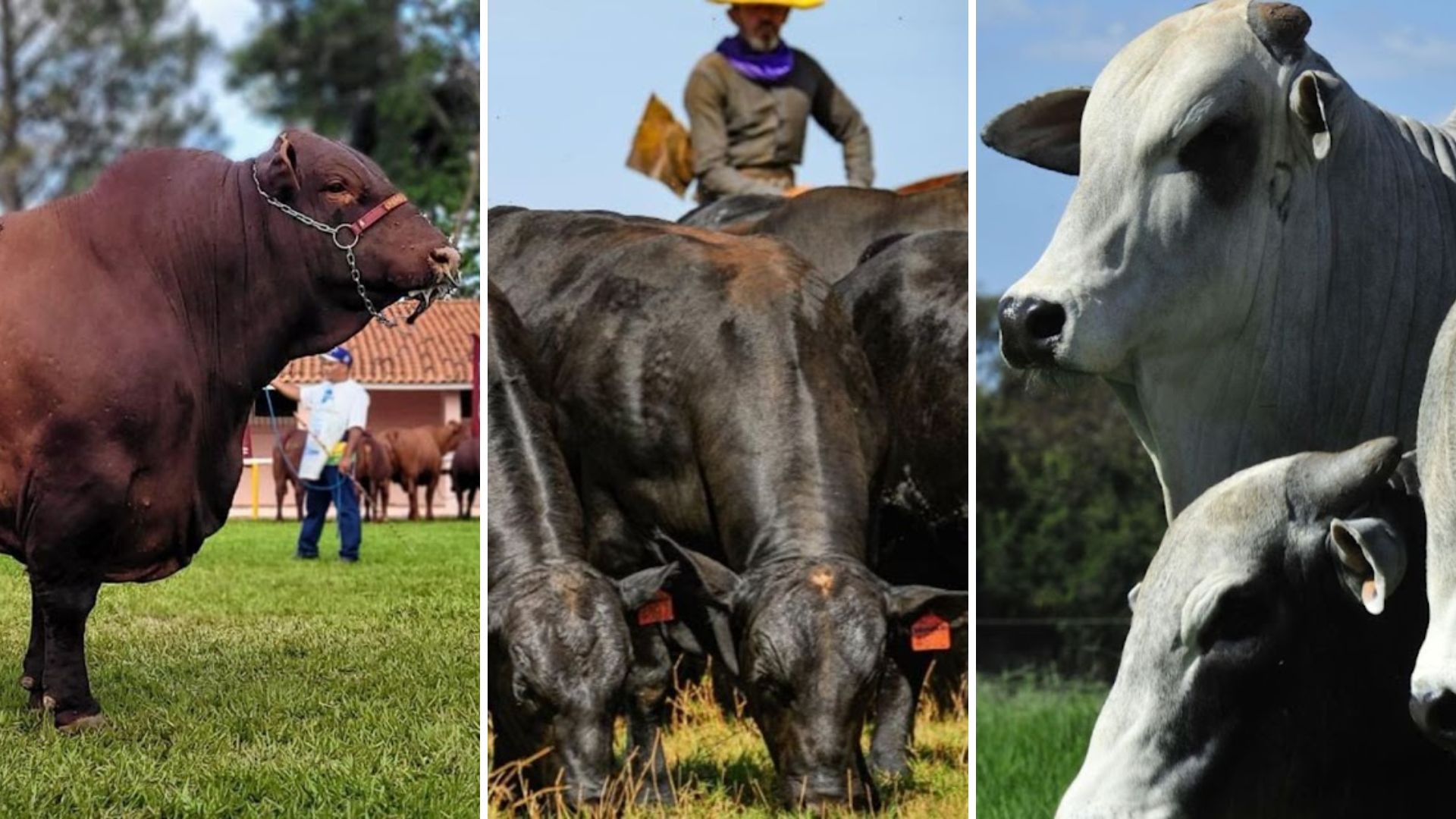 Touro Santa Gertrudis, Brangus ou Nelore? Qual o melhor para vacada Tabanel?
