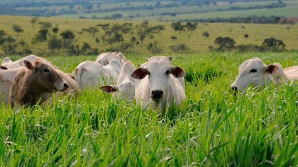 Carne de boi a pasto ou confinado: qual a mais saborosa e saudável?