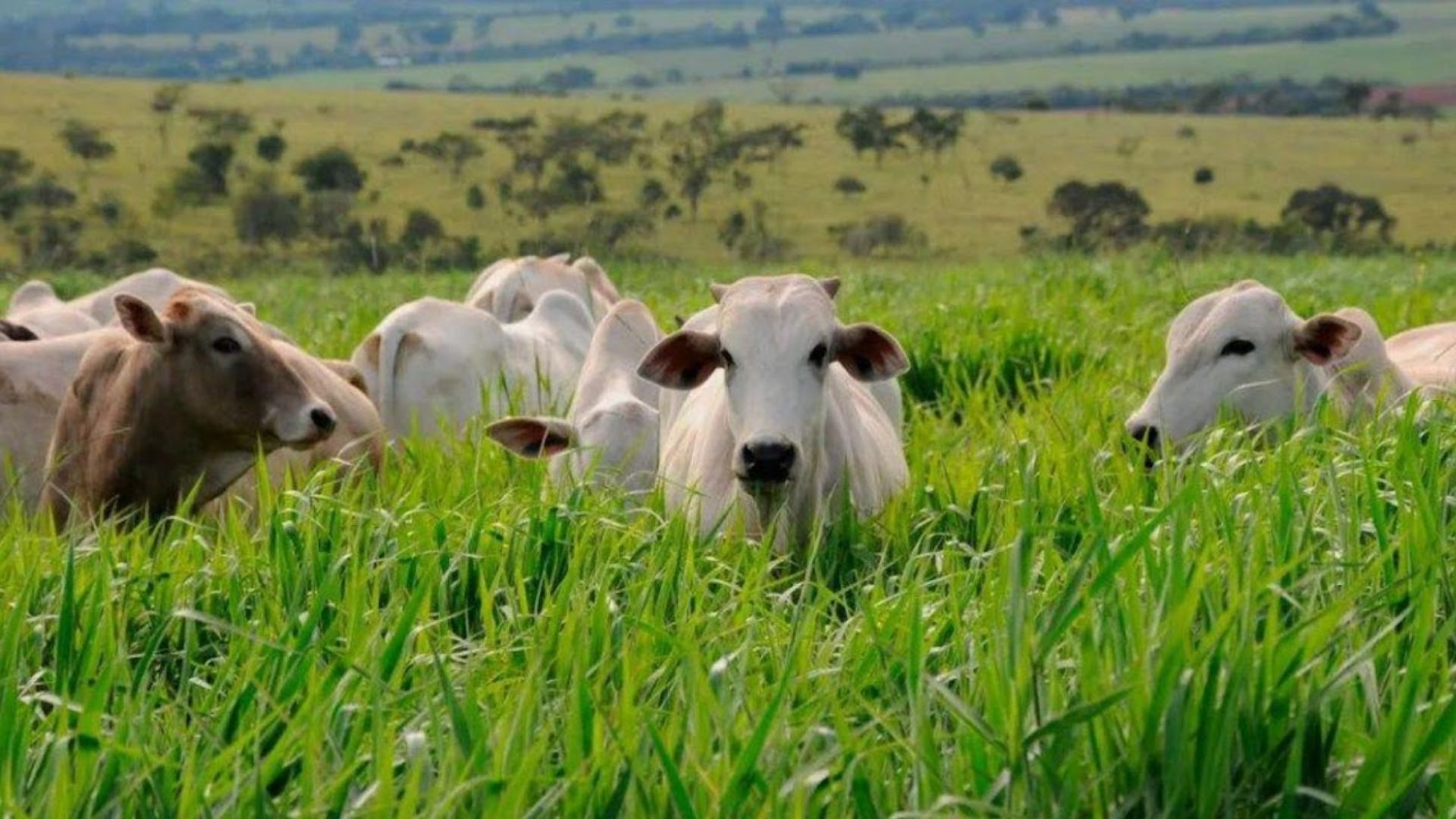 Carne de boi a pasto ou confinado: qual a mais saborosa e saudável?