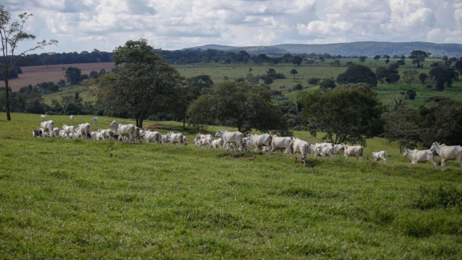 Pecuária na Amazônia: Embrapa mostra os caminhos da produção ...