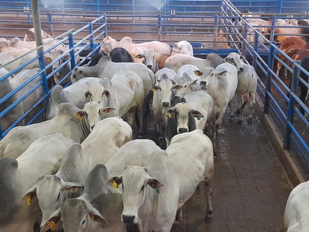 Boitel garante animais de 0 a 4 dentes tipo exportação Boitel garante animais de 0 a 4 dentes tipo exportação
