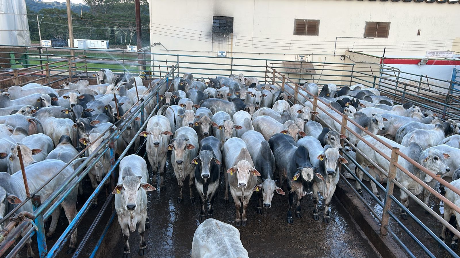 Lote de 400 bois confinados impressiona com média de 21,4@ e 58% de rendimento Lote de 400 bois confinados impressiona com média de 21,4@ e 58% de rendimento