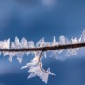 Geada e frio intenso exigem atenção com o gado neste fim de semana. Saiba mais