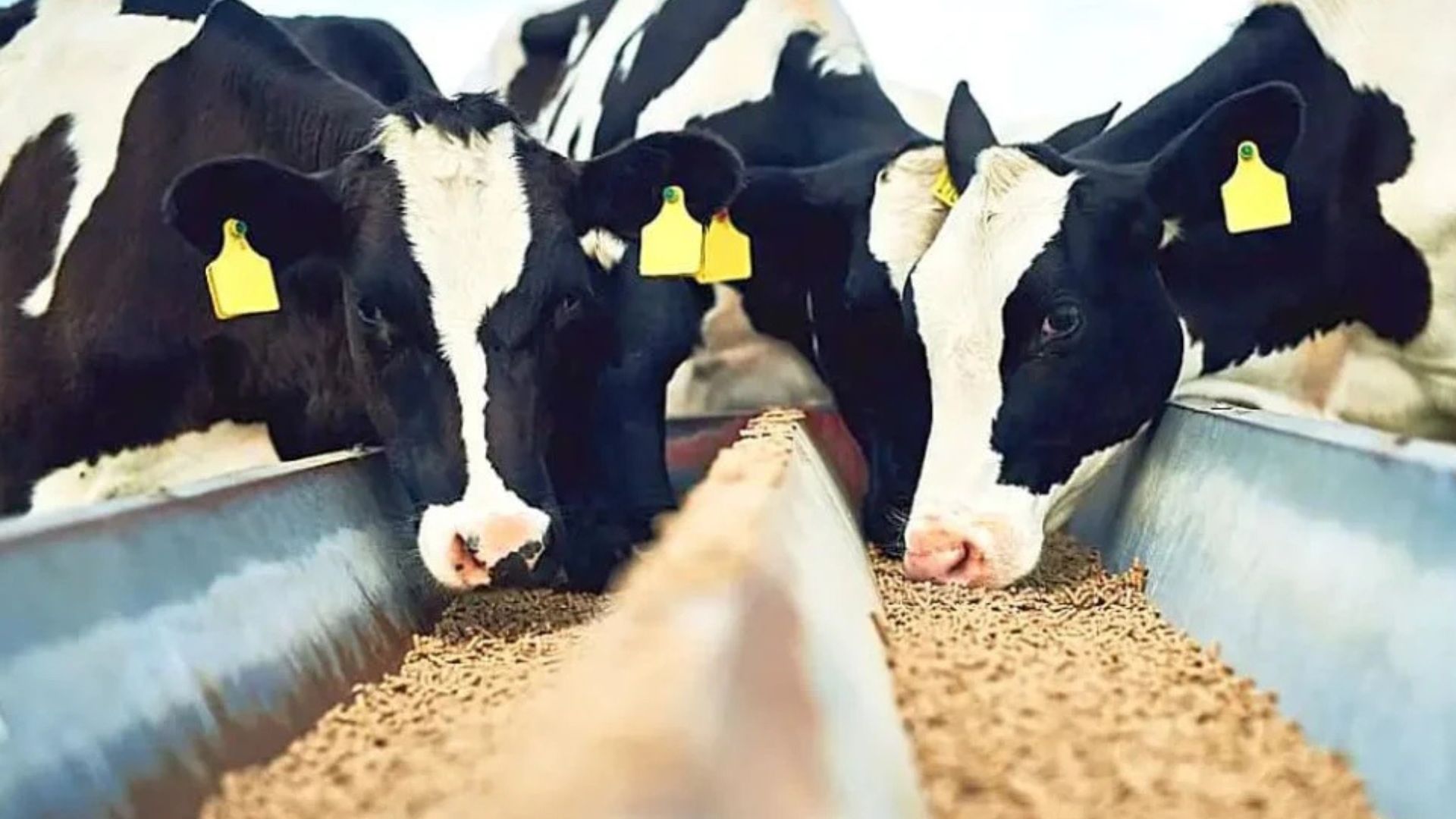Brasil lidera crescimento na produção de ração animal em 2024