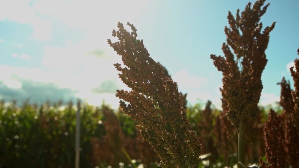Lavoura de sorgo. Foto: Reprodução/Giro do Boi