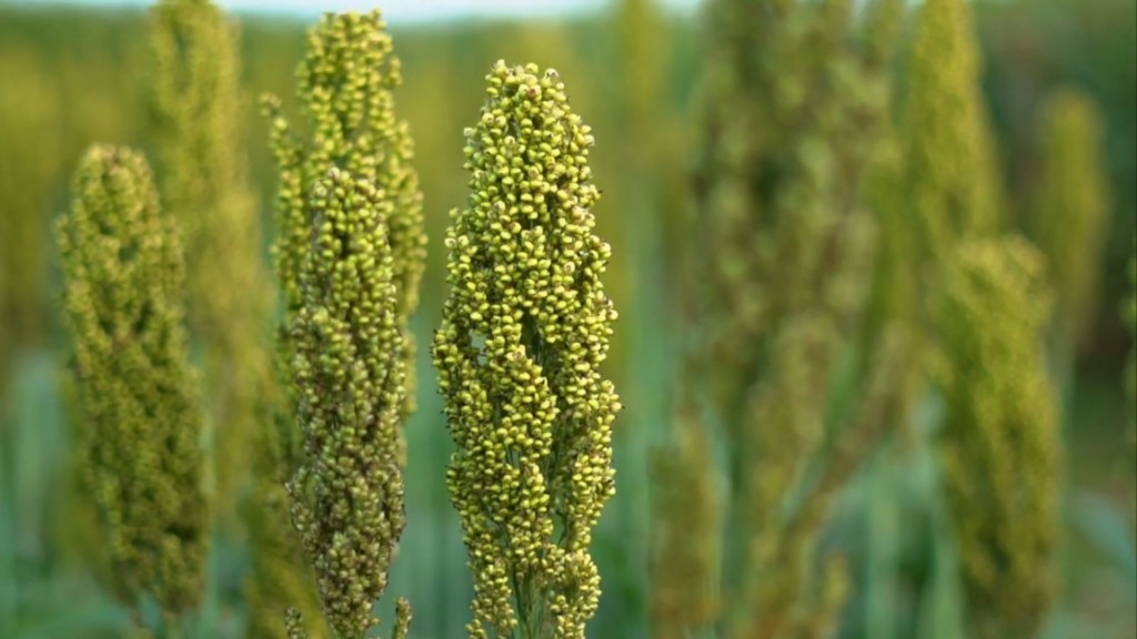 Sorgo ganha espaço na seca por render 70 toneladas de matéria verde por hectare Sorgo ganha espaço na seca por render 70 toneladas de matéria verde por hectare
