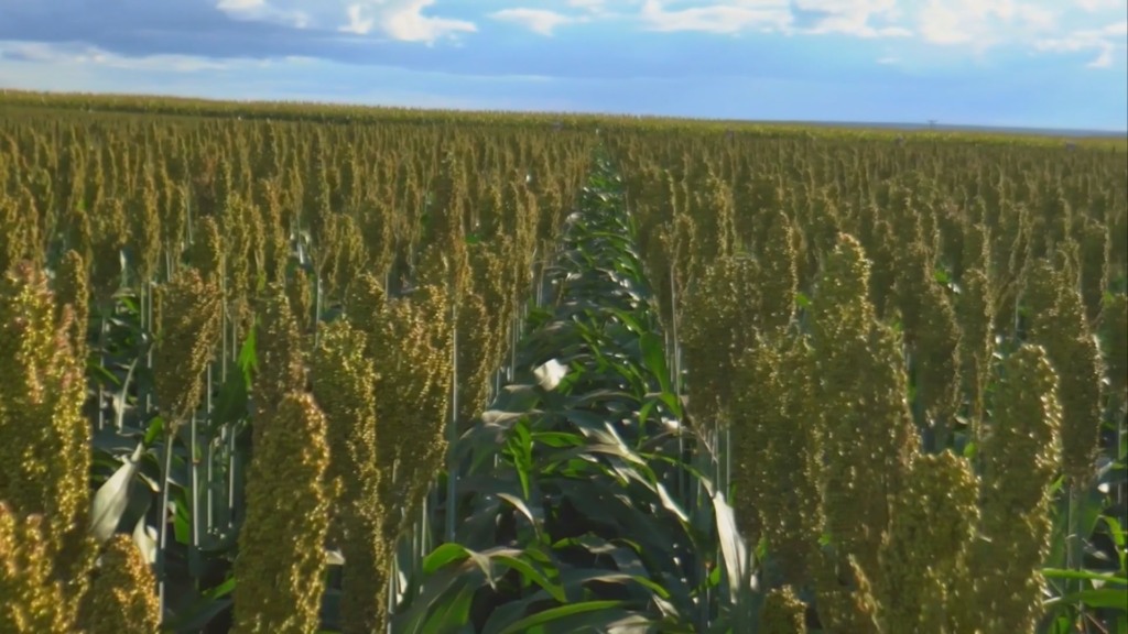 Lavoura de sorgo. Foto: Reprodução/Giro do Boi