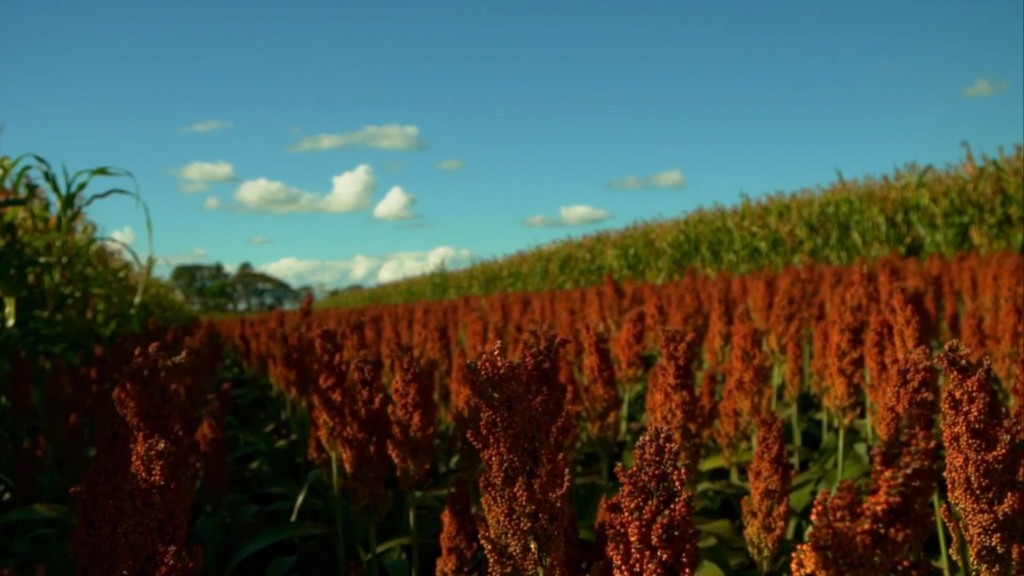 Lavoura de sorgo. Foto: Reprodução/Giro do Boi