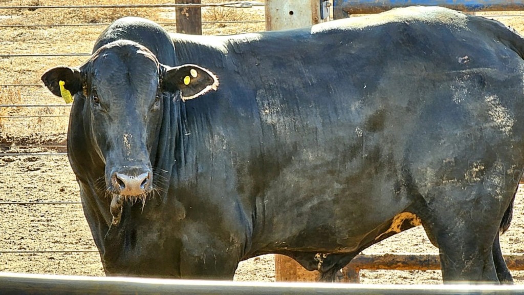 Foto: Divulgação/Friboi Morzarlândia (GO)