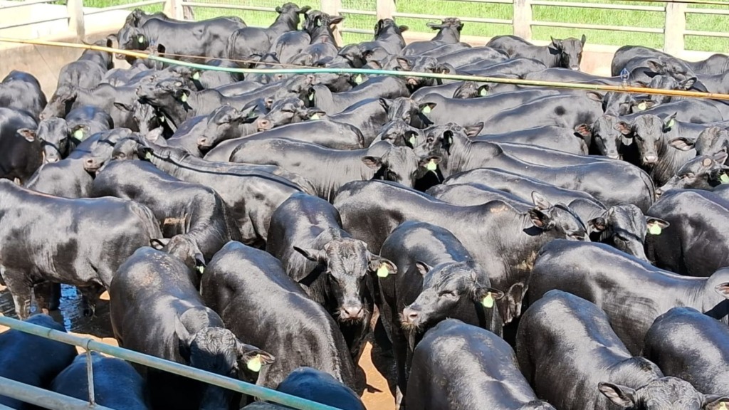 Bovinos meio-sangue Angus em área de curral. Foto: Divulgação/Friboi Itapetinga (BA)
