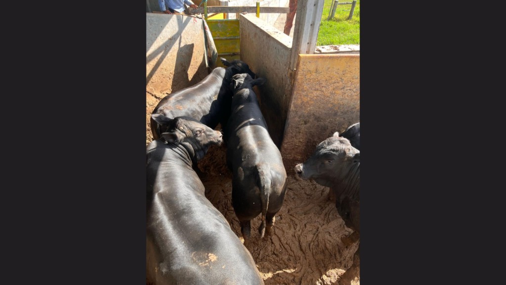 Bovinos meio-sangue Angus em área de curral. Foto: Divulgação/Friboi Itapetinga (BA)