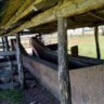 Banho de imersão contra o carrapato bovino: entenda como técnica funciona