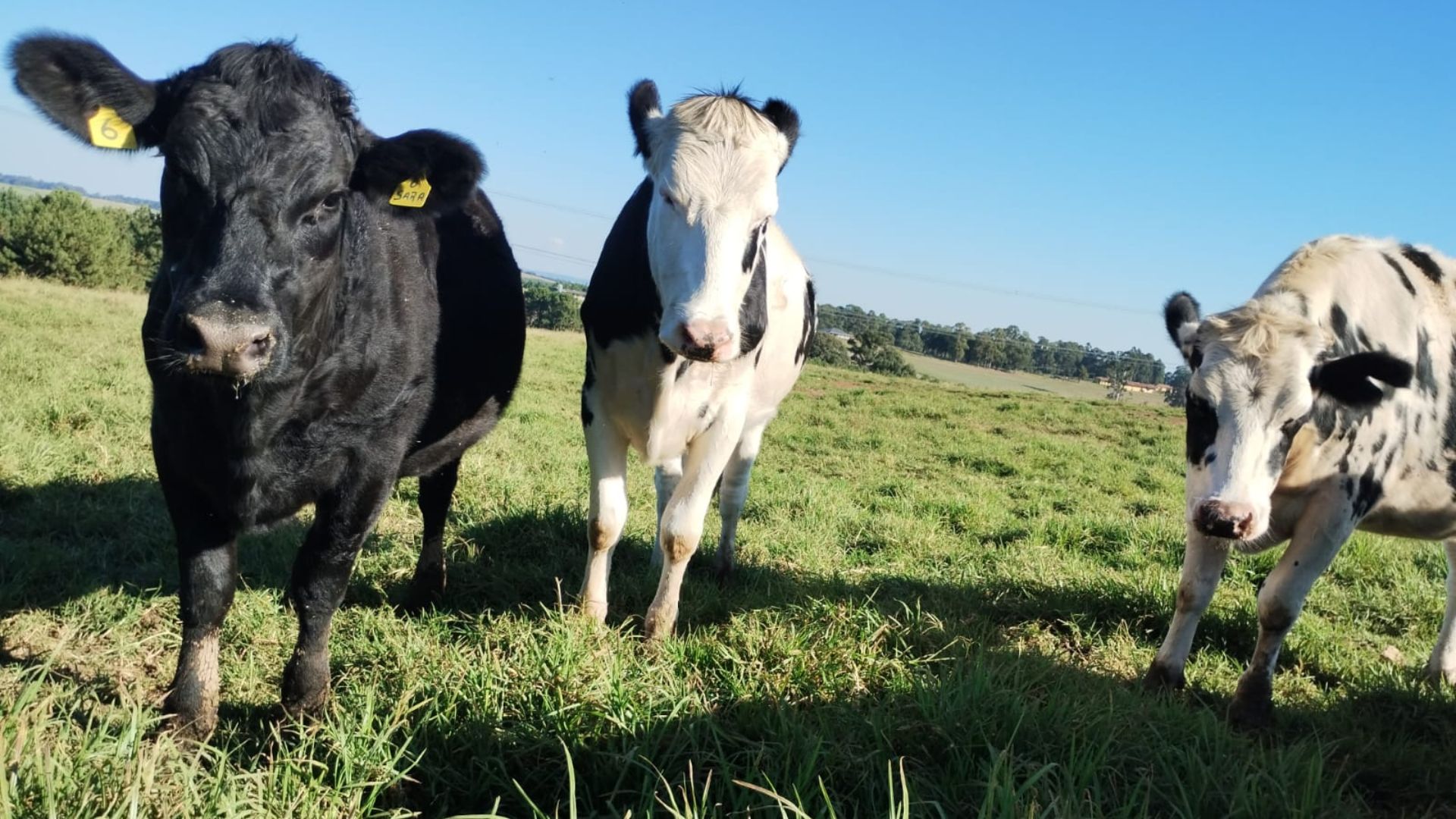 Beef on Dairy: evite estes erros e lucre ainda mais na pecuária