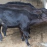 Angus tropical: é do Brasil os primeiros bezerros geneticamente editados da América Latina
