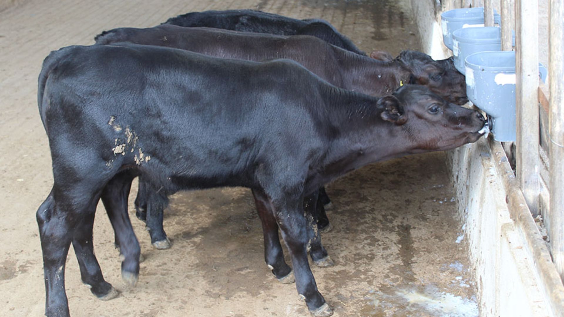 Angus tropical: é do Brasil os primeiros bezerros geneticamente editados da América Latina