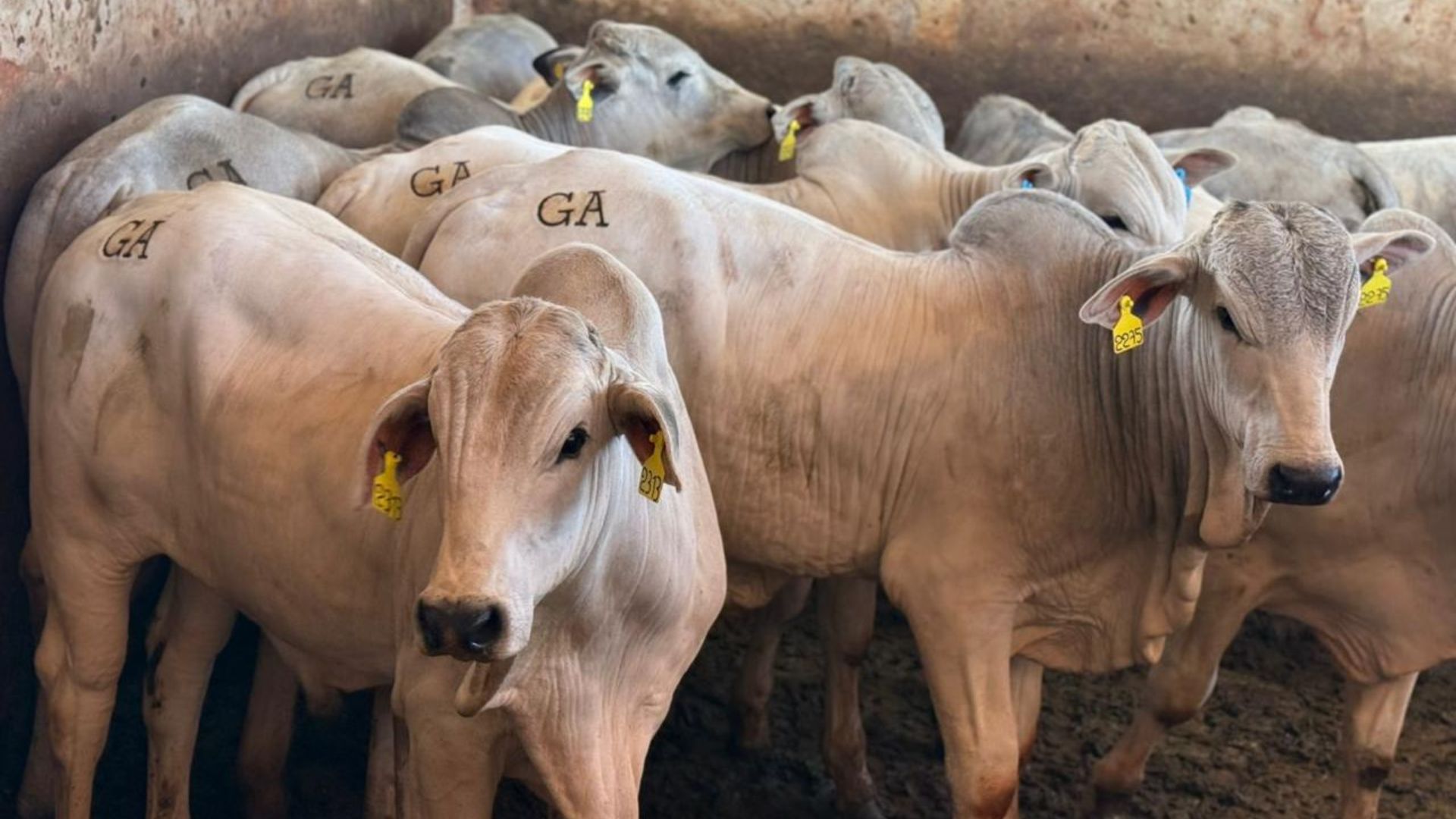 Boiada com genética Naviraí e ILP com amendoim é dobradinha de sucesso em MS