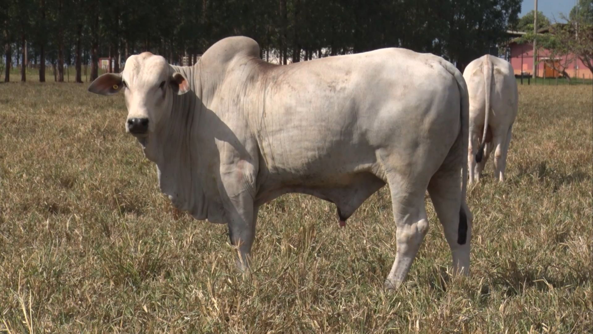 Brasil pede à China regionalização de protocolos de produtos de origem animal