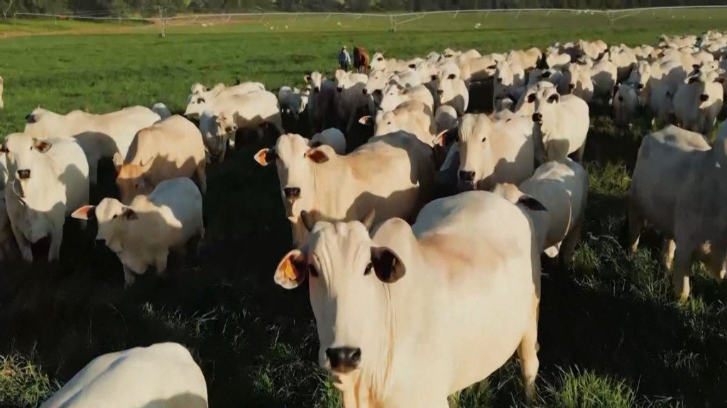 Bovinos em fase de recria a pasto. Foto: Reprodução