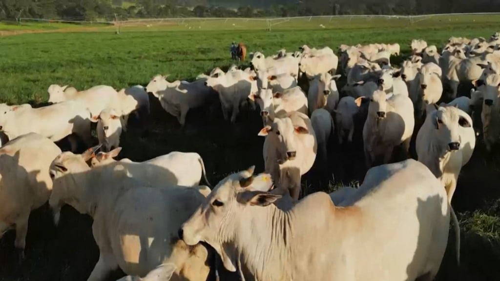 Bovinos em fase de recria a pasto. Foto: Reprodução