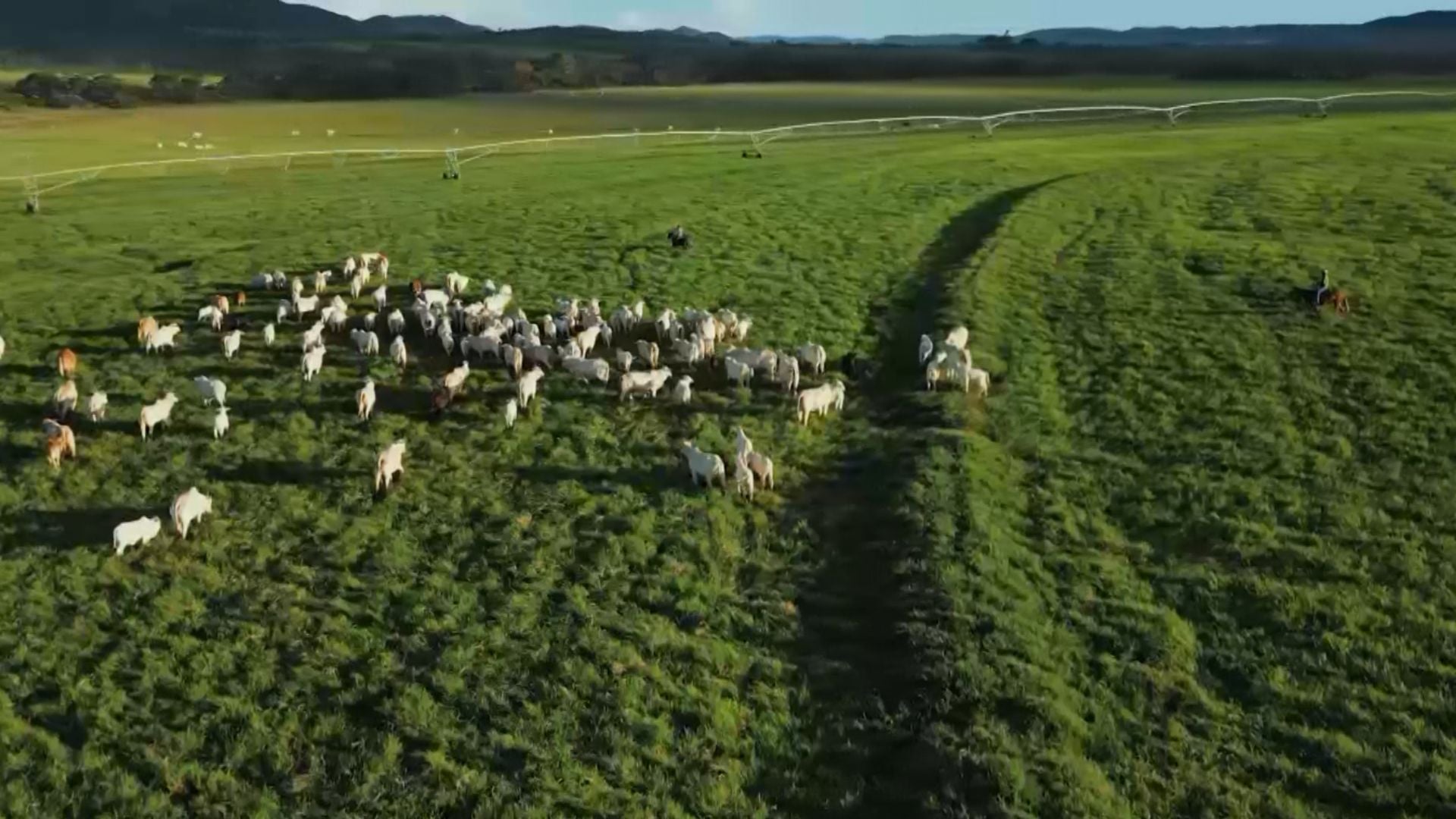 Bovinos em fase de recria a pasto. Foto: Reprodução