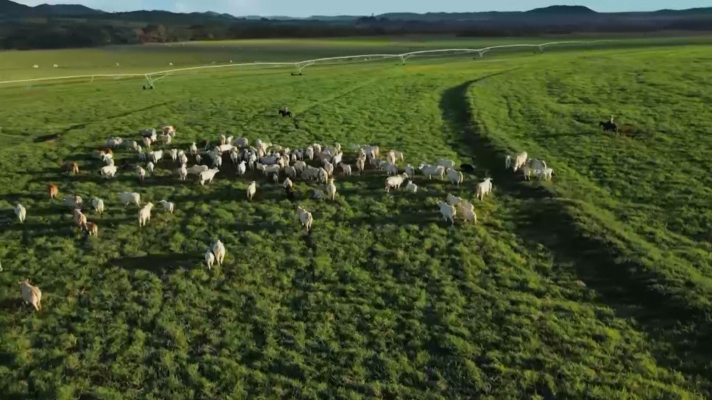Bovinos em fase de recria a pasto. Foto: Reprodução