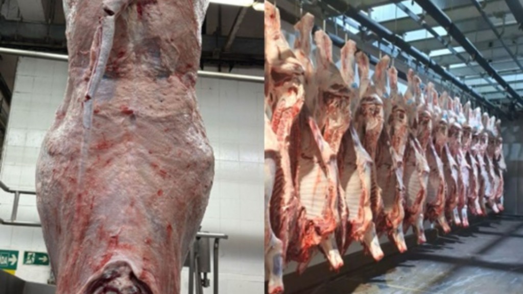 PMGZ Carne: parceria comprova a força do zebu melhorador na indústria