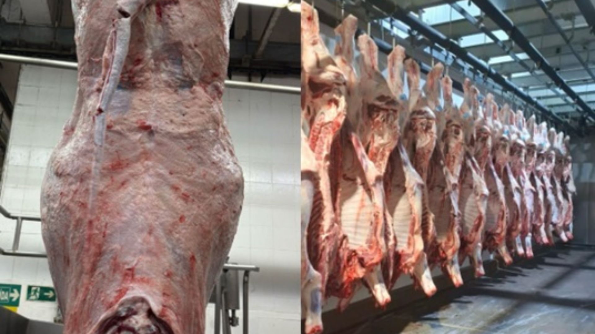 PMGZ Carne: parceria comprova a força do zebu melhorador na indústria