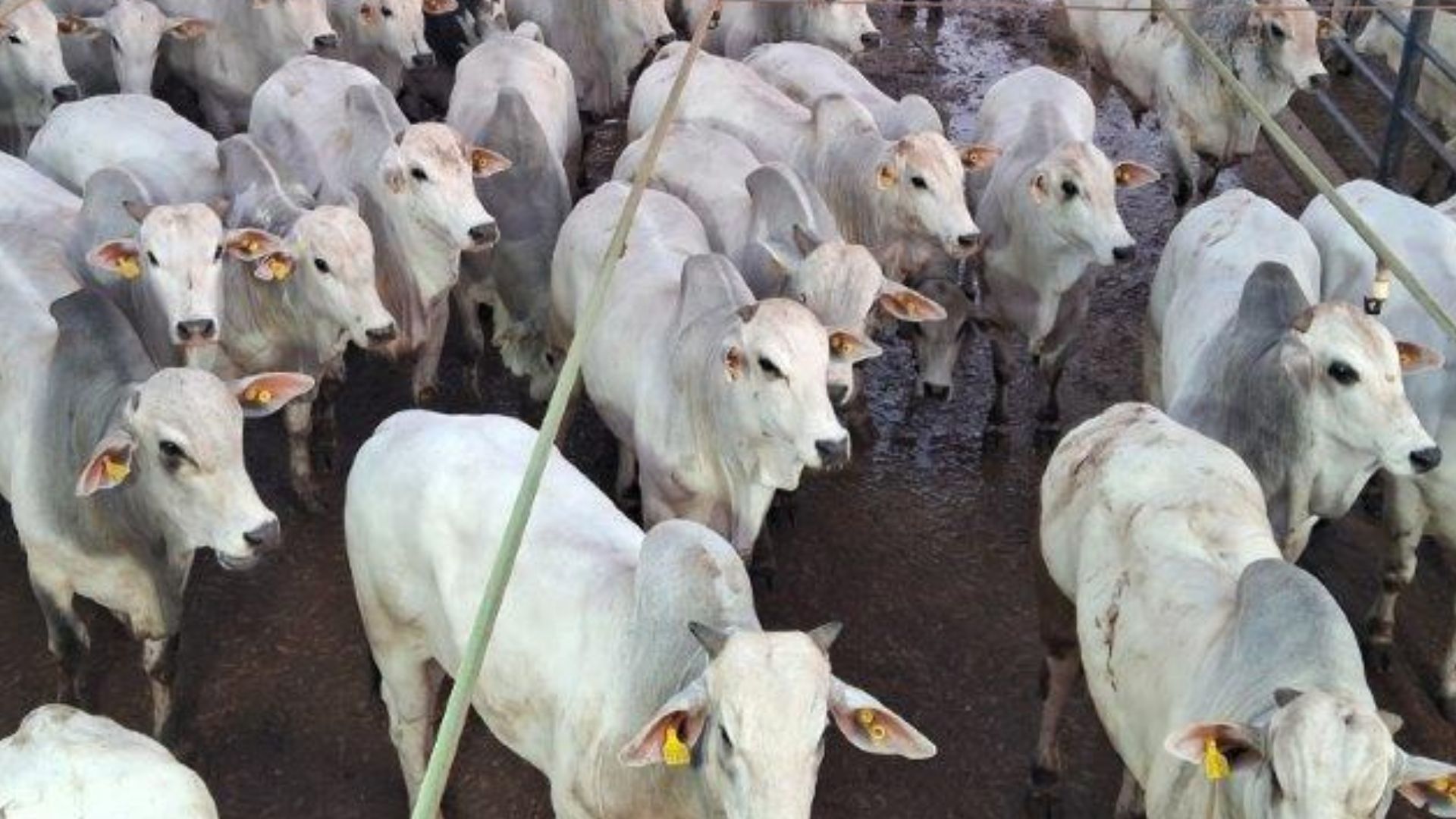 Pontes e Lacerda (MT) recebe mais de mil animais em etapa do Circuito Nelore