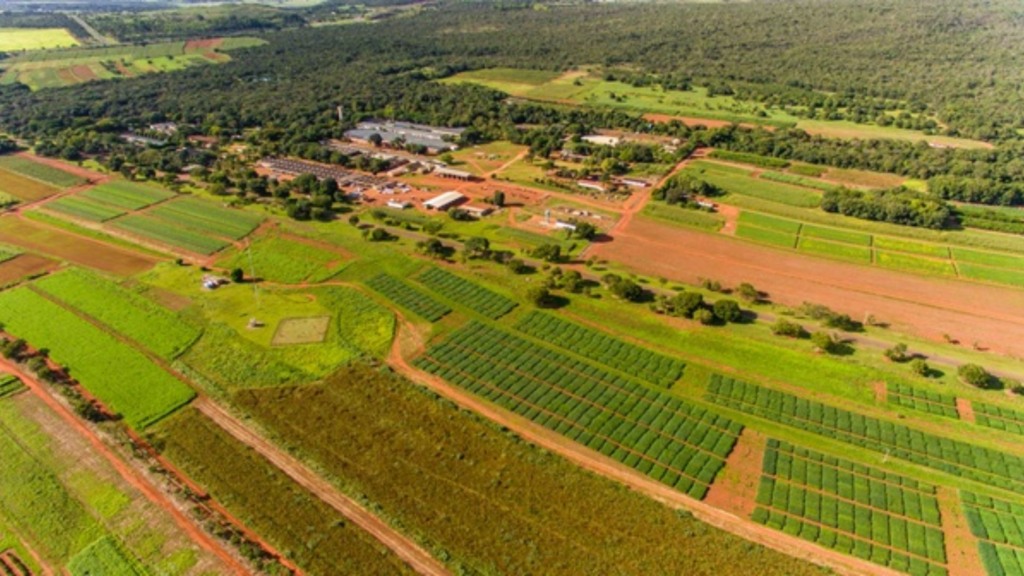 Foto: Divulgação/Embrapa Cerrados