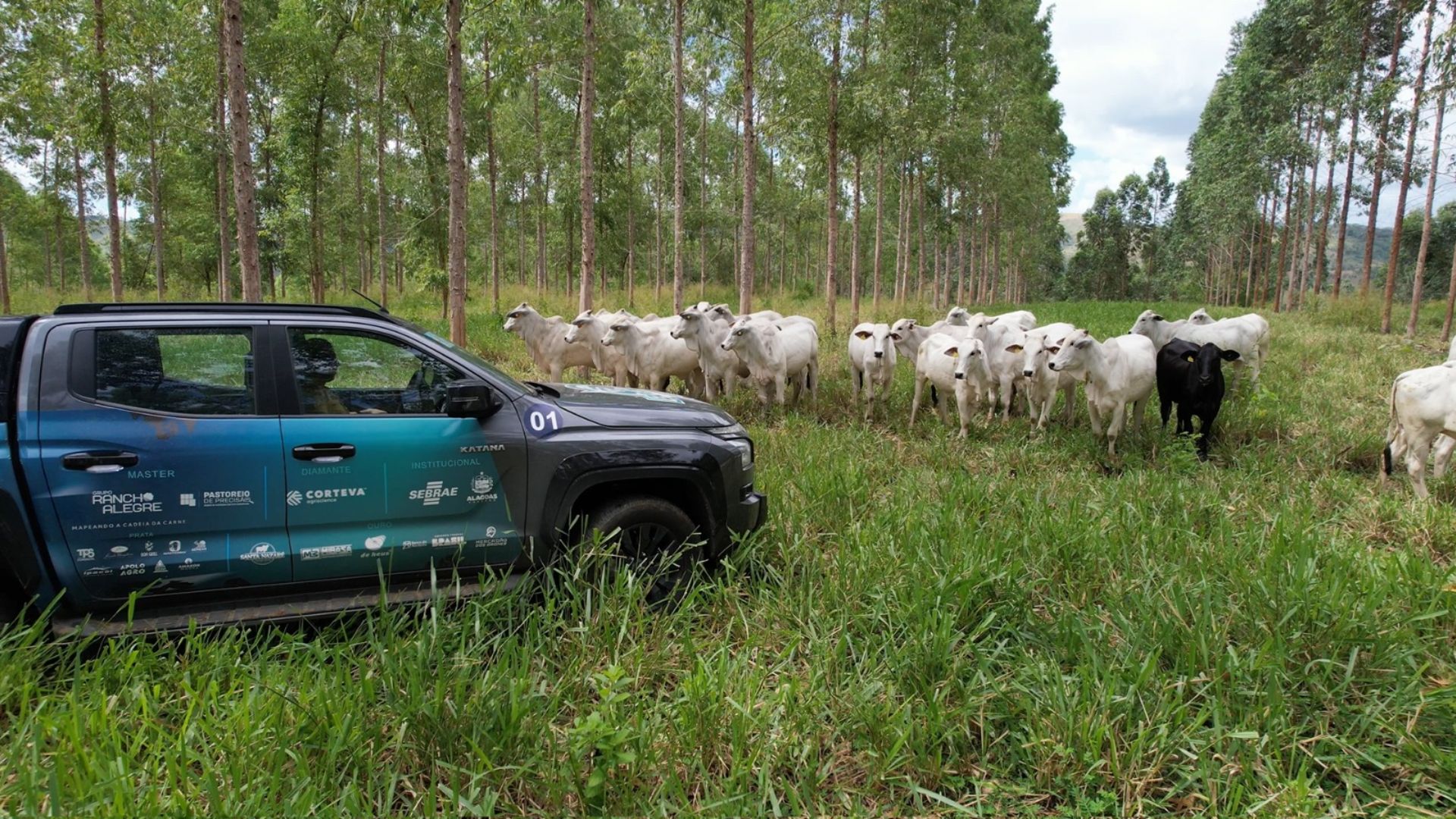 Pecuária de corte movimenta R$ 4,8 bilhões por ano no Nordeste