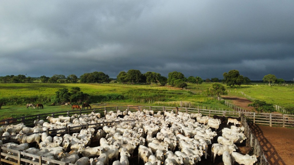 Foto: Acervo/Fazenda Olhos d'Água