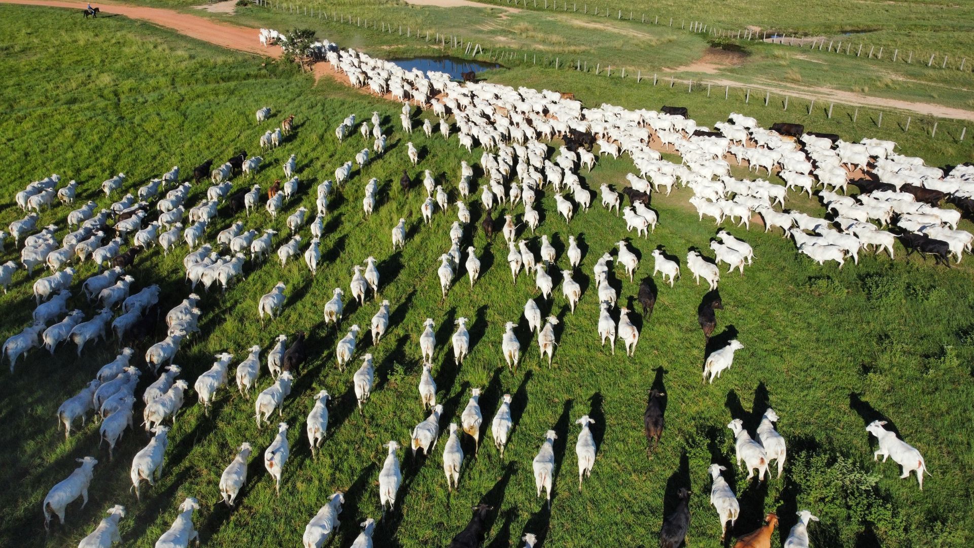 Aplicativo exclusivo ajuda o pecuarista a ter o controle da fazenda nas mãos