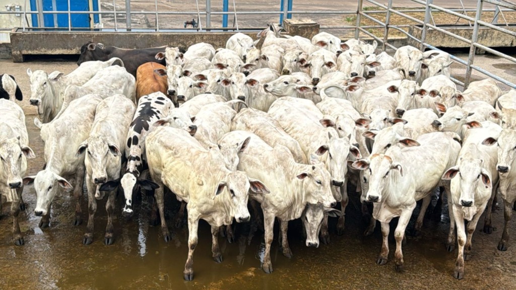 Pecuarista capricha na compra e termina novilhas cabeceiras no Tocantins