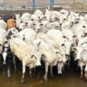 Pecuarista capricha na compra e termina novilhas cabeceiras no Tocantins