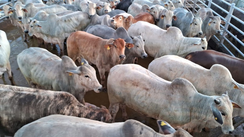 Pecuarista termina novilhas e bois castrados de quase 26 arrobas na TIP Pecuarista termina novilhas e bois castrados de quase 26 arrobas na TIP