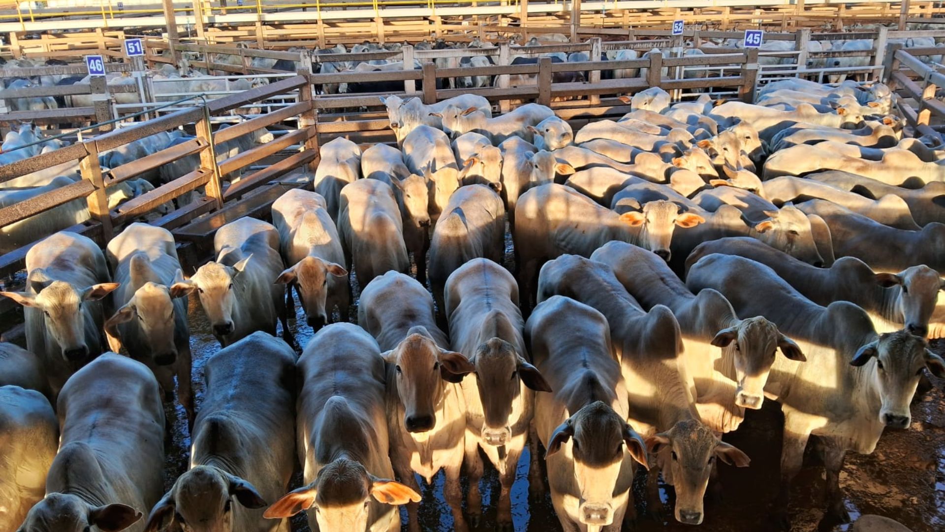 Boi castrado e muito jovem é destaque em carne diferenciada em MS