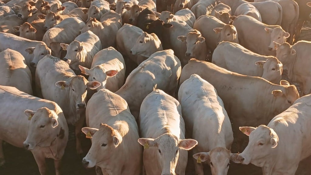 Angus e Charolês: pecuaristas de MS pegam todos os bônus com “novilhotas”